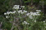 Roundleaf thoroughwort